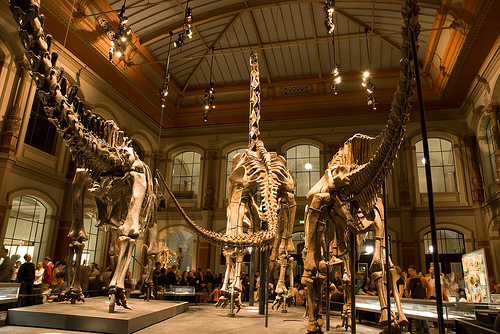 Brachiosaurus Bones by quinet museum für naturkunde photo
